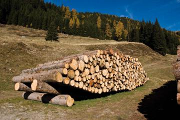 Asta lotto bosco in piedi 